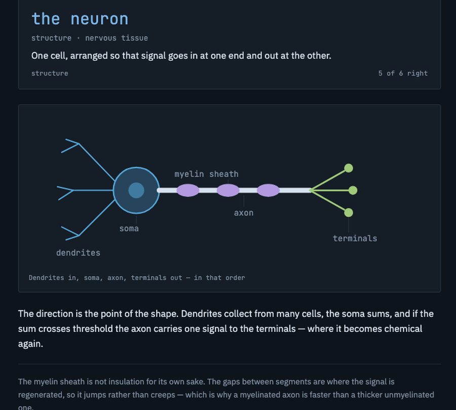 A biology card: the neuron